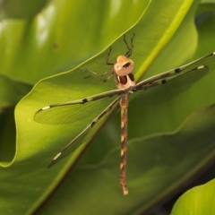 Telephlebia brevicauda at ANBG - 4 Dec 2023 02:15 PM