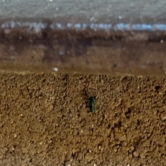 Unverified Insect by shube