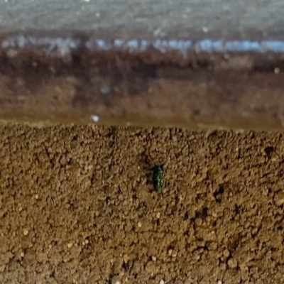 Unverified Insect by shube