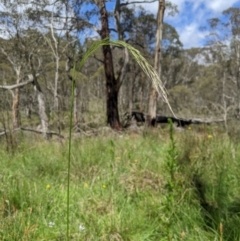 Dichelachne sieberiana (Delicate Plume Grass) at Tharwa, ACT - 28 Dec 2023 by MattM