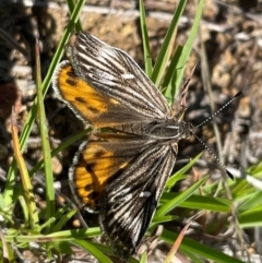 Synemon collecta (Striated Sun Moth) at Kambah, ACT - 28 Dec 2023 by HaukeKoch