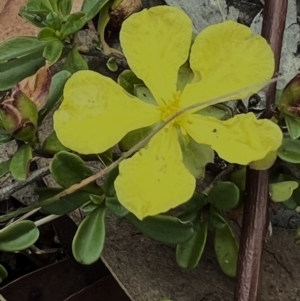 Hibbertia obtusifolia at Higgins Woodland - 27 Dec 2023