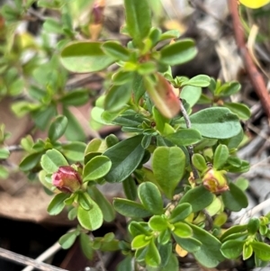 Hibbertia obtusifolia at Higgins Woodland - 27 Dec 2023