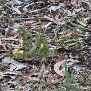 Hibbertia obtusifolia at Higgins Woodland - 27 Dec 2023