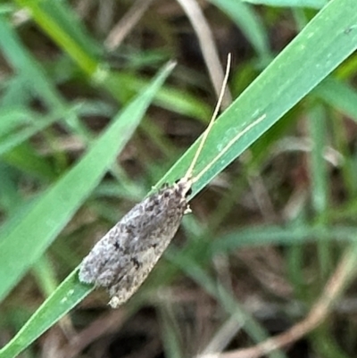 Lecithoceridae (family) (Tropical Longhorned Moths) at Mount Ainslie - 27 Dec 2023 by Pirom