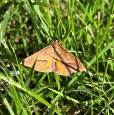 Epidesmia chilonaria (Golden-winged Epidesmia) at Curtin, ACT - 26 Dec 2023 by Pirom