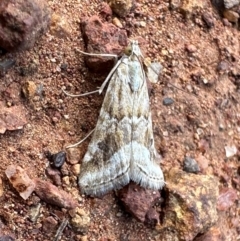 Hellula hydralis (Cabbage Centre Moth) at Mount Ainslie - 27 Dec 2023 by Pirom