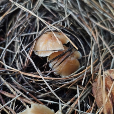 Unidentified Cap on a stem; gills below cap [mushrooms or mushroom-like] at Harolds Cross, NSW - 28 Dec 2023 by Csteele4