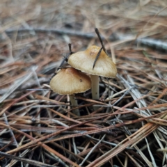 Inocybe sp. (Inocybe) at QPRC LGA - 28 Dec 2023 by Csteele4