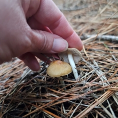 Inocybe sp. at QPRC LGA - 28 Dec 2023 07:47 PM