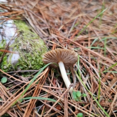 Inocybe sp. at QPRC LGA - 28 Dec 2023 07:47 PM