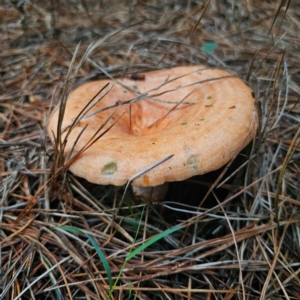 Lactarius deliciosus at QPRC LGA - 28 Dec 2023