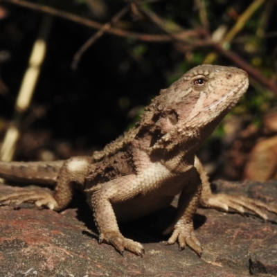 Unidentified Dragon at Kambah, ACT - 28 Dec 2023 by JohnBundock