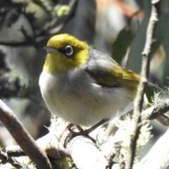 Zosterops lateralis (Silvereye) at Kambah, ACT - 28 Dec 2023 by JohnBundock