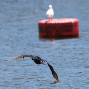 Phalacrocorax carbo at Yarralumla, ACT - 28 Dec 2023