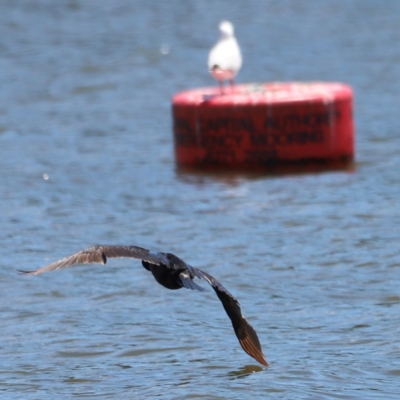 Phalacrocorax carbo (Great Cormorant) at Yarralumla, ACT - 28 Dec 2023 by JimL