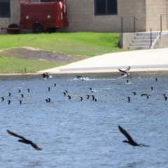 Phalacrocorax carbo at Yarralumla, ACT - 28 Dec 2023