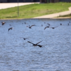 Phalacrocorax carbo at Yarralumla, ACT - 28 Dec 2023