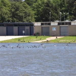 Phalacrocorax carbo at Yarralumla, ACT - 28 Dec 2023