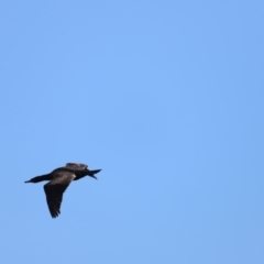 Phalacrocorax carbo at Yarralumla, ACT - 28 Dec 2023