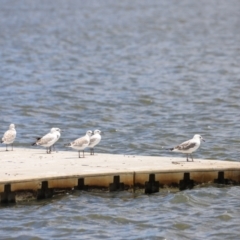 Chroicocephalus novaehollandiae (Silver Gull) at Lake Burley Griffin West - 28 Dec 2023 by JimL