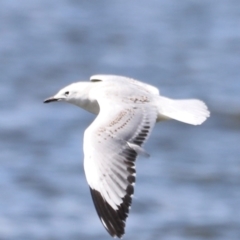 Chroicocephalus novaehollandiae (Silver Gull) at Yarralumla, ACT - 28 Dec 2023 by JimL