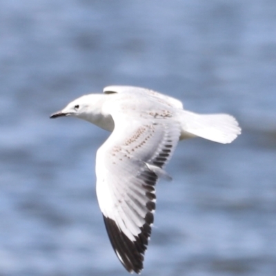 Chroicocephalus novaehollandiae (Silver Gull) at Yarralumla, ACT - 28 Dec 2023 by JimL