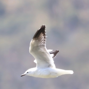 Chroicocephalus novaehollandiae at Yarralumla, ACT - 28 Dec 2023