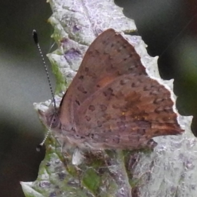 Paralucia aurifera (Bright Copper) at Tidbinbilla Nature Reserve - 28 Dec 2023 by JohnBundock