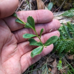 Brachyscome spathulata at Micalong Gorge - 28 Dec 2023 03:27 PM