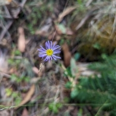 Brachyscome spathulata at Micalong Gorge - 28 Dec 2023