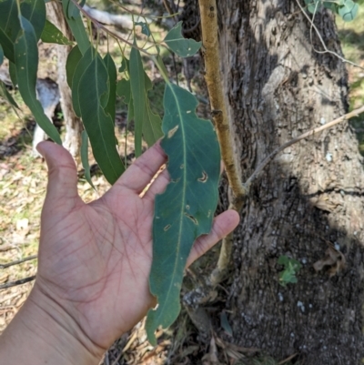Eucalyptus bridgesiana (Apple Box) at Wee Jasper, NSW - 28 Dec 2023 by brettguy80