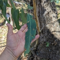 Eucalyptus bridgesiana (Apple Box) at Micalong Gorge - 28 Dec 2023 by brettguy80