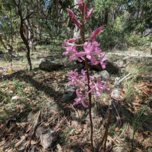 Dipodium roseum at Micalong Gorge - suppressed