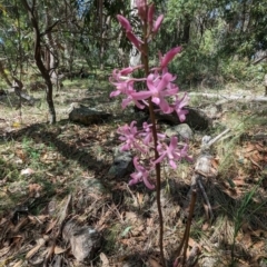 Dipodium roseum (Rosy Hyacinth Orchid) at Micalong Gorge - 28 Dec 2023 by brettguy80