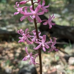 Dipodium roseum at Micalong Gorge - suppressed