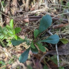 Brachyscome spathulata (Coarse Daisy, Spoon-leaved Daisy) at Micalong Gorge - 28 Dec 2023 by Wildlifewarrior80