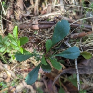 Brachyscome spathulata at Micalong Gorge - 28 Dec 2023