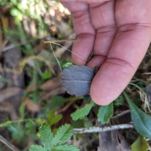 Brachyscome spathulata at Micalong Gorge - 28 Dec 2023