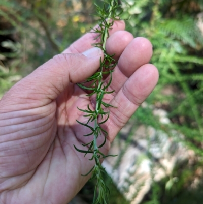 Cirsium vulgare (Spear Thistle) at Micalong Gorge - 28 Dec 2023 by Wildlifewarrior80