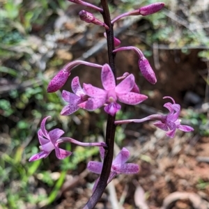 Dipodium roseum at Micalong Gorge - 28 Dec 2023