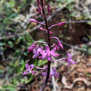 Dipodium roseum at Micalong Gorge - suppressed