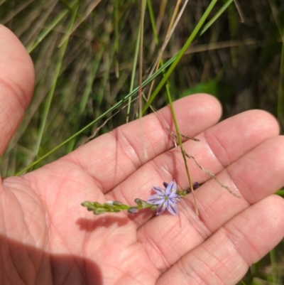 Caesia calliantha (Blue Grass-lily) at Micalong Gorge - 28 Dec 2023 by brettguy80