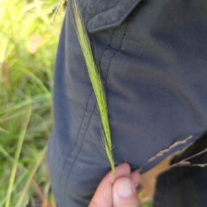 Dichelachne sp. at Micalong Gorge - 28 Dec 2023