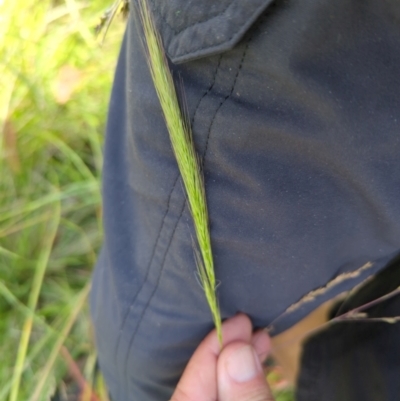 Dichelachne sp. (Plume Grasses) at Wee Jasper, NSW - 28 Dec 2023 by brettguy80