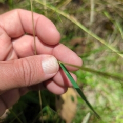 Dichelachne sp. at Micalong Gorge - 28 Dec 2023