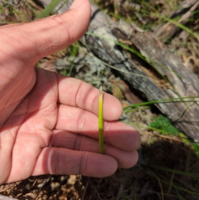 Microtis sp. (Onion Orchid) at Wee Jasper, NSW - 28 Dec 2023 by brettguy80