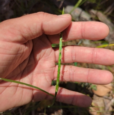 Hemarthria uncinata (Matgrass) at Micalong Gorge - 28 Dec 2023 by brettguy80