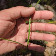 Hemarthria uncinata (Matgrass) at Micalong Gorge - 28 Dec 2023 by brettguy80