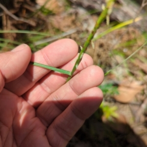 Hemarthria uncinata at Micalong Gorge - 28 Dec 2023